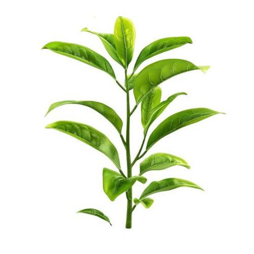 Tulsi